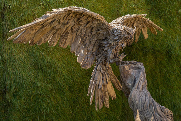 A Long Eared Owl coming into land.