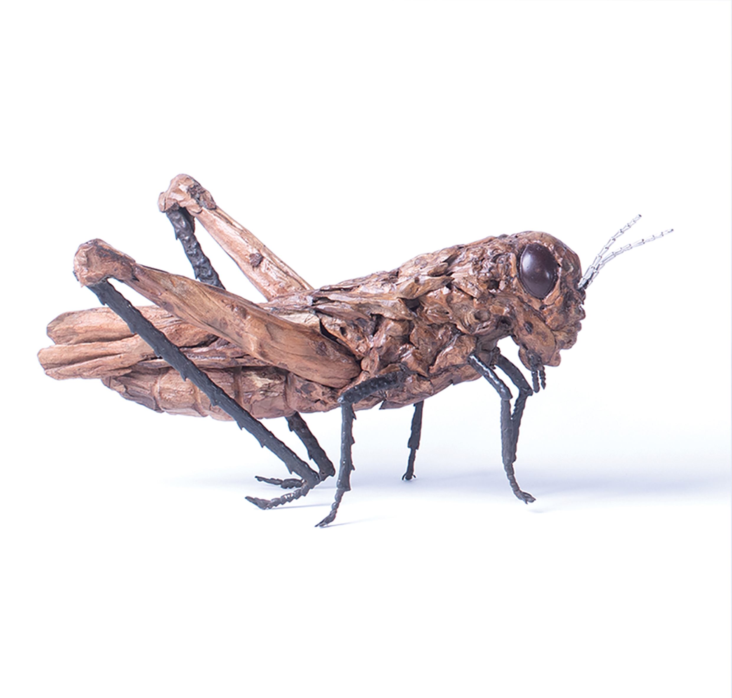 Grasshopper