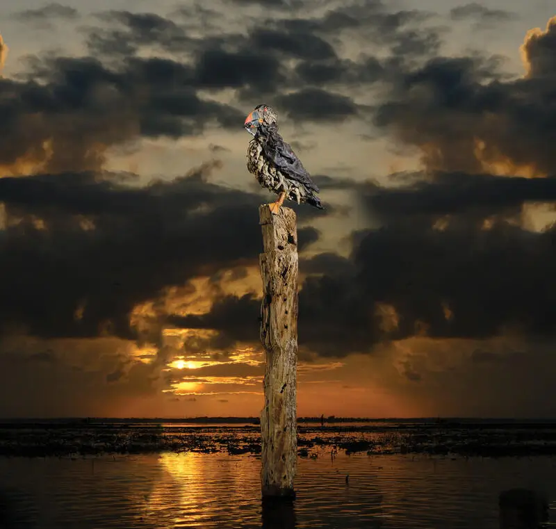 A Hungry Puffin – driftwood sculpture by James Doran-Webb