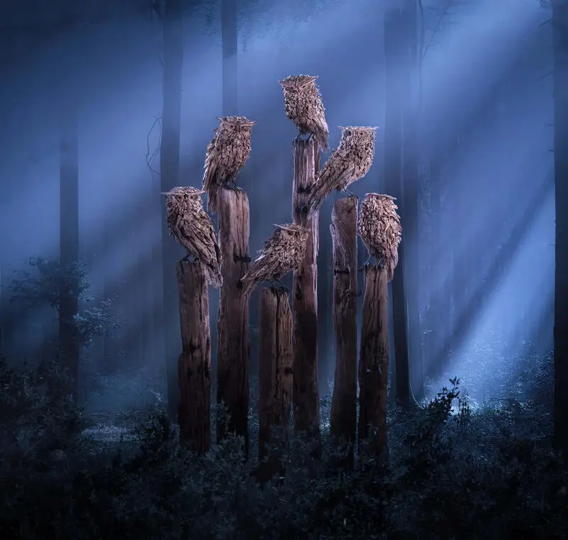The Wise Owls – driftwood sculpture by James Doran-Webb
