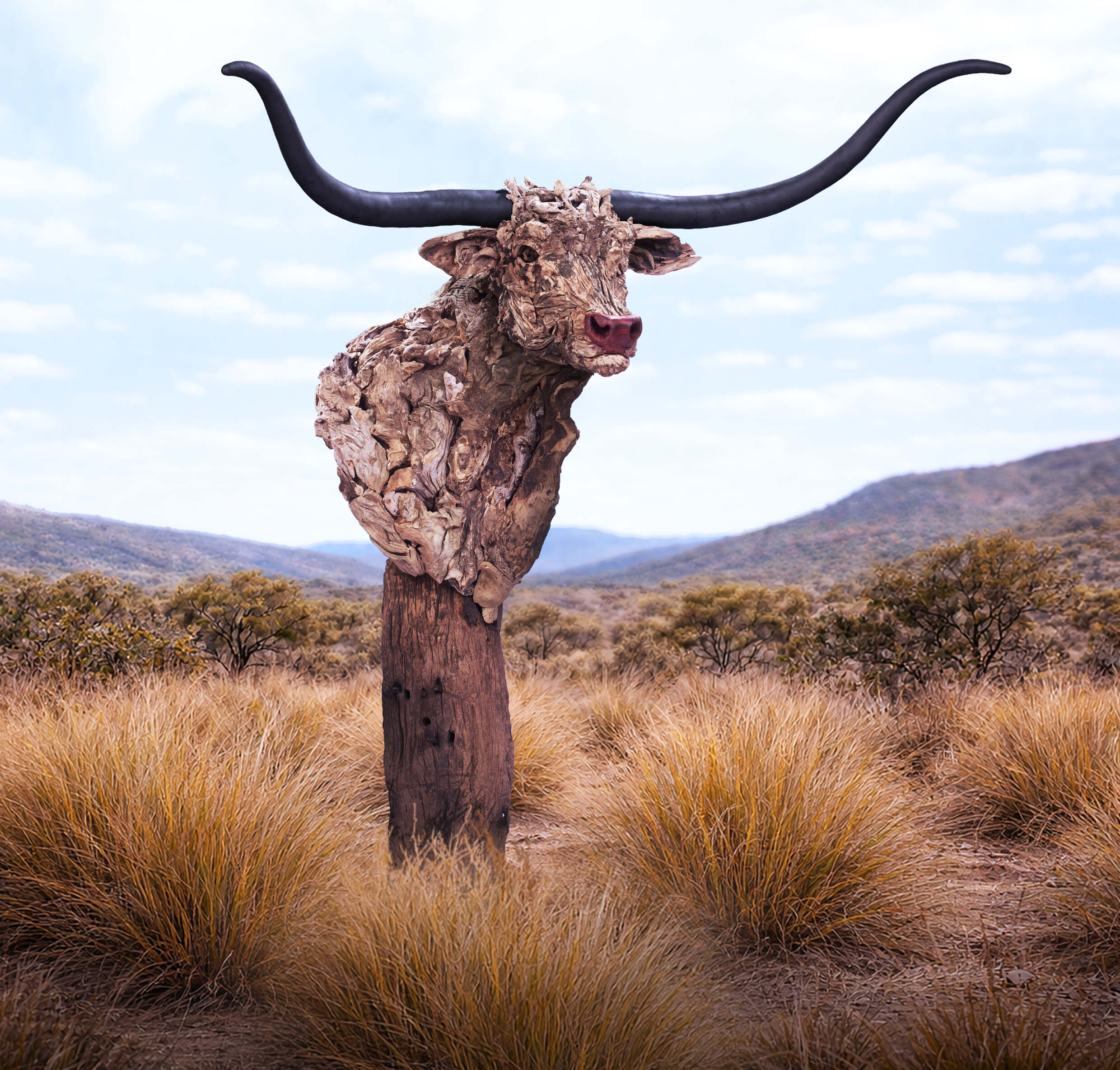 The Bust of Longhorn – driftwood longhorn sculpture by James Doran-Webb