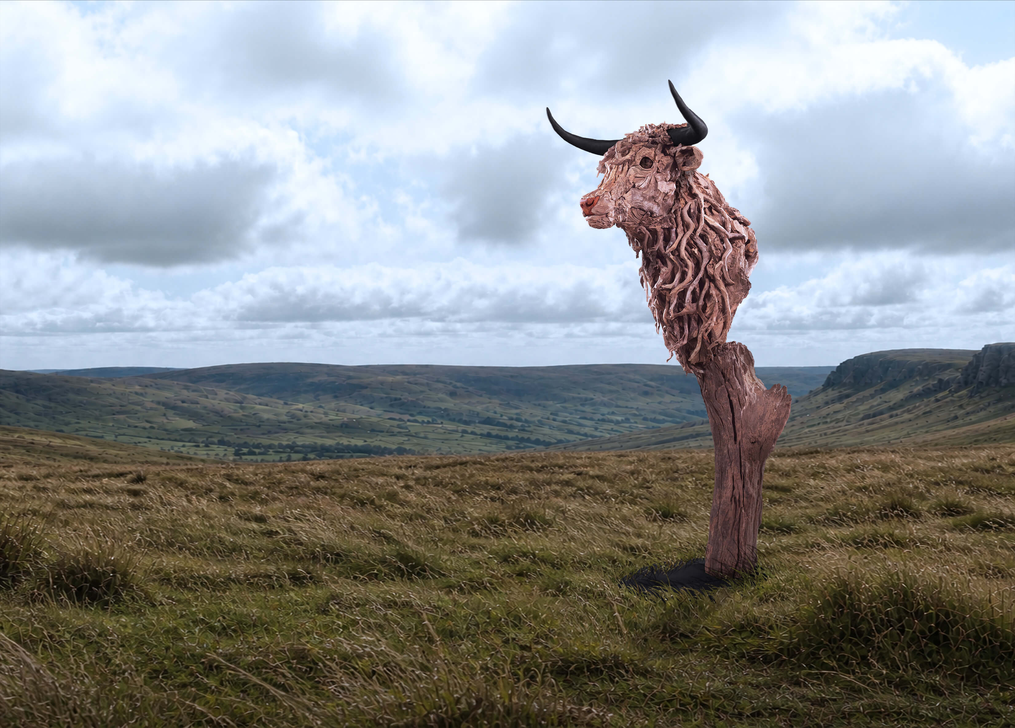 The Bust of the Highland Bull – driftwood sculpture by James Doran-Webb