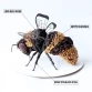 The Honey Bee The Honey Bee