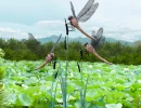 Dragonfly on the Bulrushes