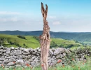 Hare Today
