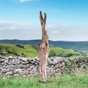 Hare Today