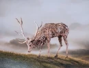 The Grazer