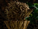 mr. prickly
