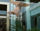 red kite birds 3 and