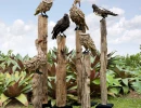 the birds