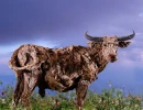 The Carabao
