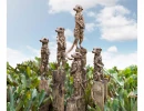 The Meerkats