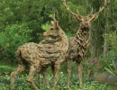the stags