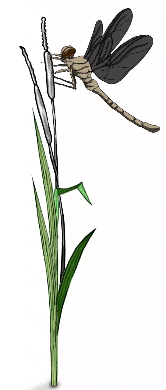 Dragon Fly on Bulrushes
