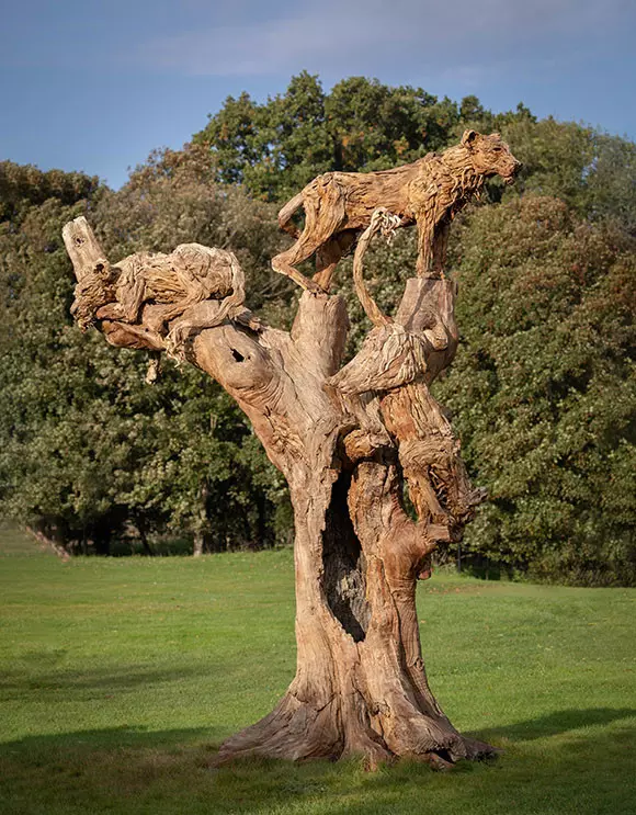 The Tree Climbing Lions of Lake Manyara taken last year