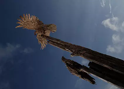 All eyes on the Female eagle as she comes in to land