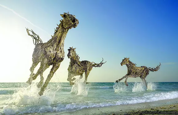 Dawn Gallop