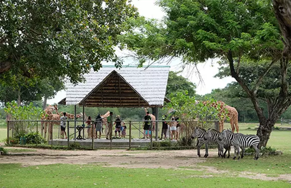 Giraffe's eat up to 35 kilos of leaves a day so are very happy when tourists arrive to feed them!