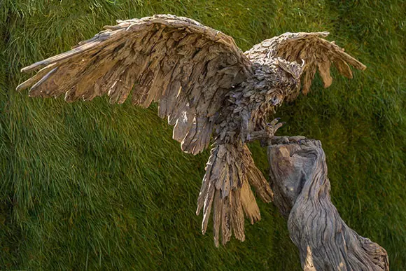 A Long Eared Owl coming into land.