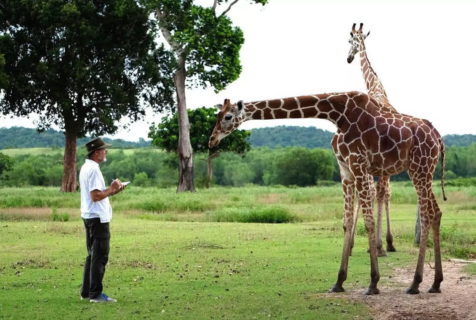 Giraffes and Jim